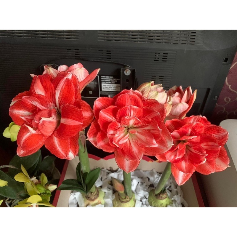 Củ hoa Huệ kép(set 5 củ) HOA Tết