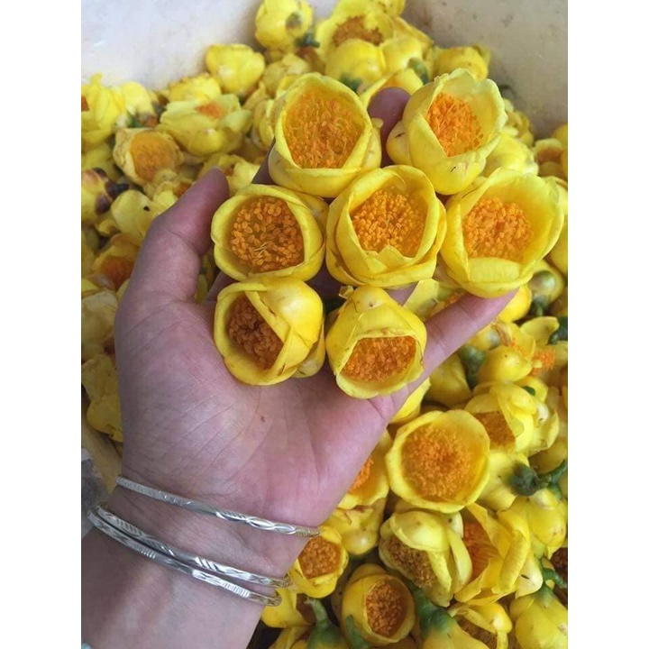 CÂY GIỐNG CHÈ HOA VÀNG-TRÀ HOA  VÀNG