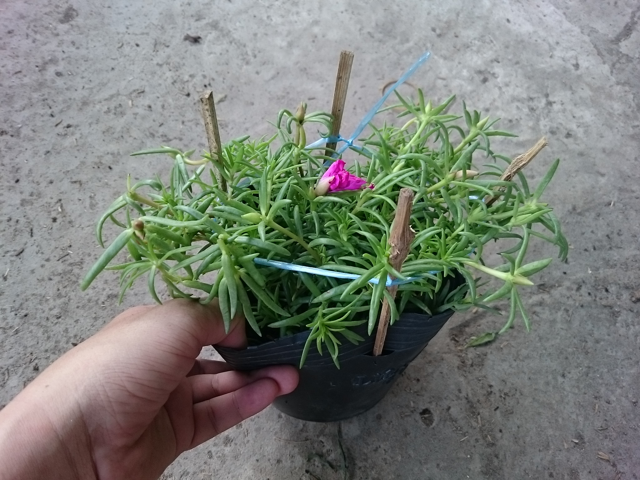 Cây Hoa Mười Giờ Mỹ - cây cảnh sân vườn