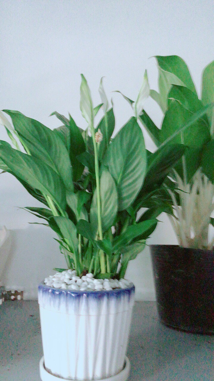Chậu Cây Lan Ý