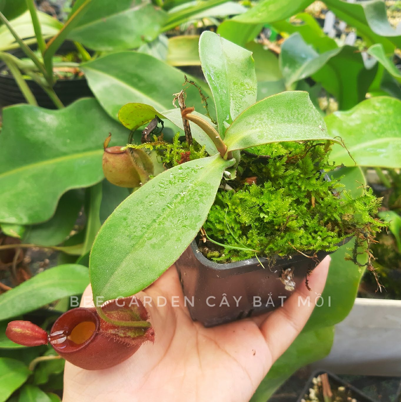 Cây bắt mồi, cây nắp ấm jerry 75