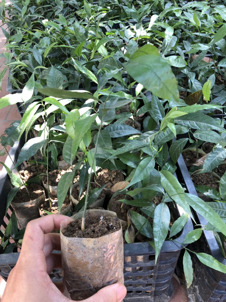 Cây rau Sắng (rau Ngót rừng)- cây giống
