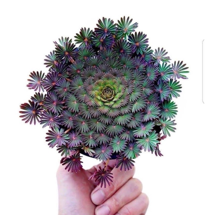củ giống oxalis cọ  (1 củ) - Giống Hoa Cảnh Nhập Khẩu