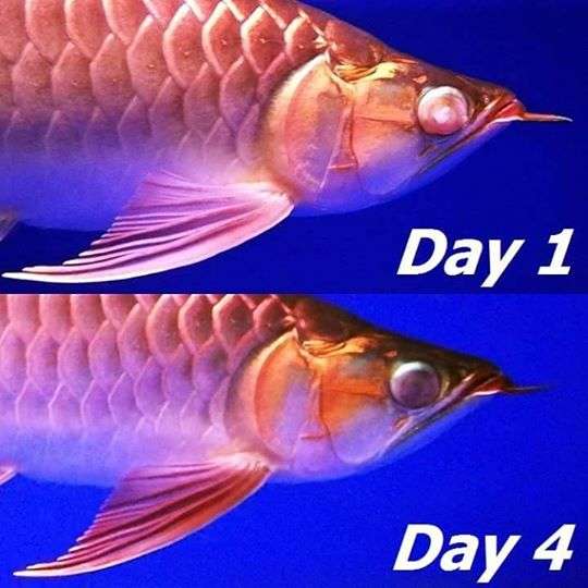 AQUA BAC chuyên dùng cho cá Rồng, cá Hổ, Sam...