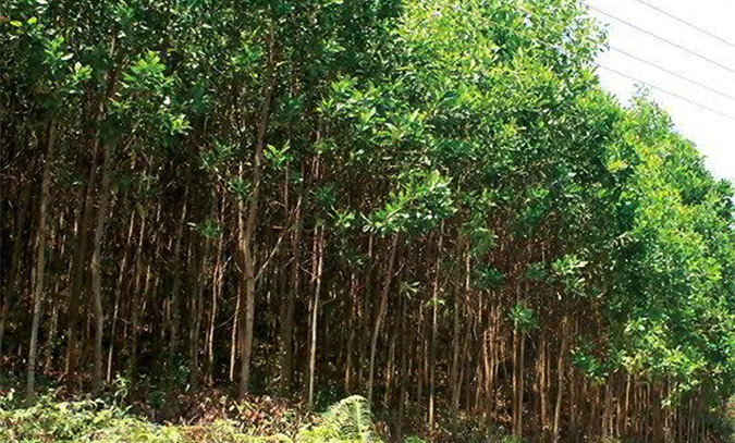 cây giống Keo Lai (tràm lai)