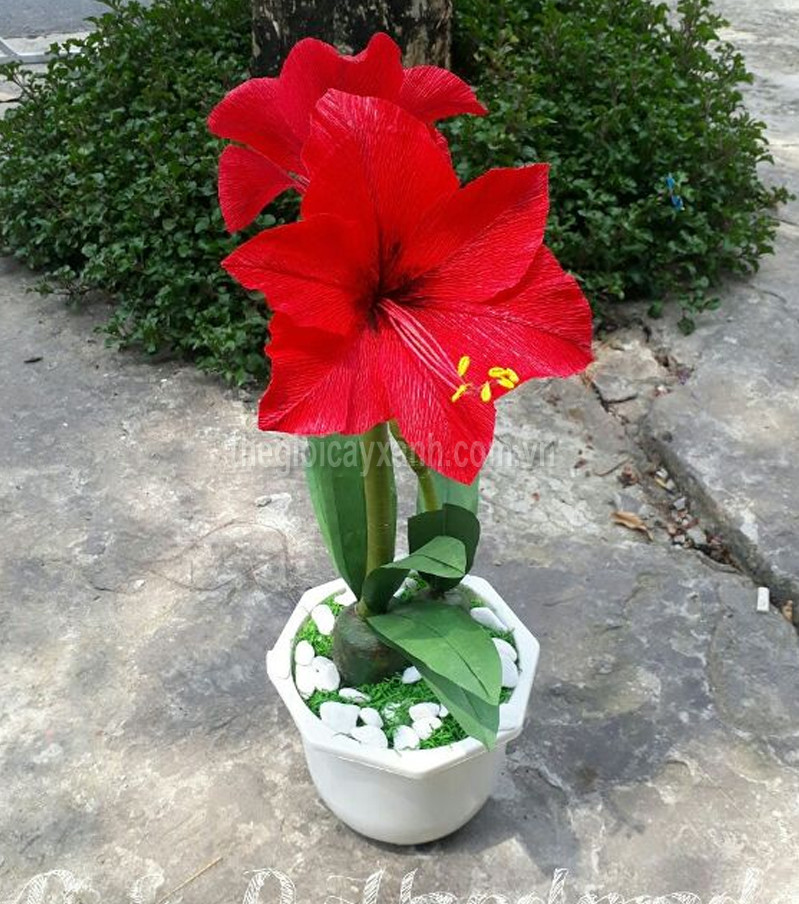 Củ giống hoa huệ tây đỏ nội