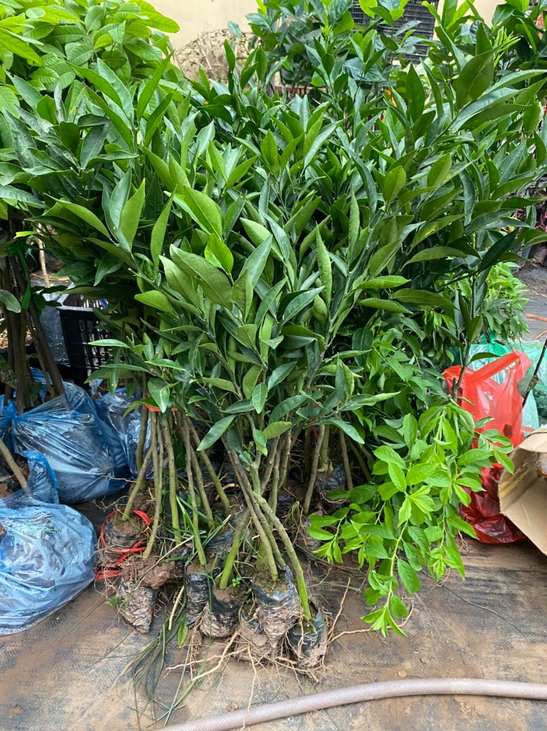 Cây giống quýt đường