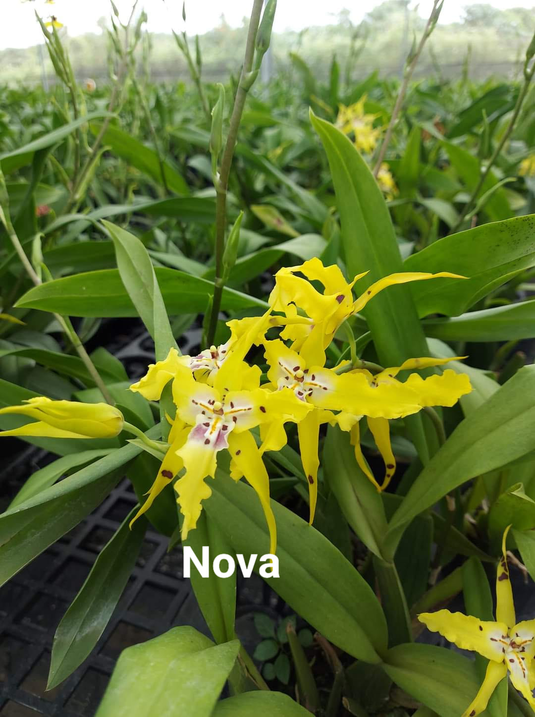 Hoa lan vũ nữ NOVA- chậu trưởng thành