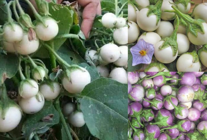 Cây giống Cà pháo :3 cây trồng trong bầu