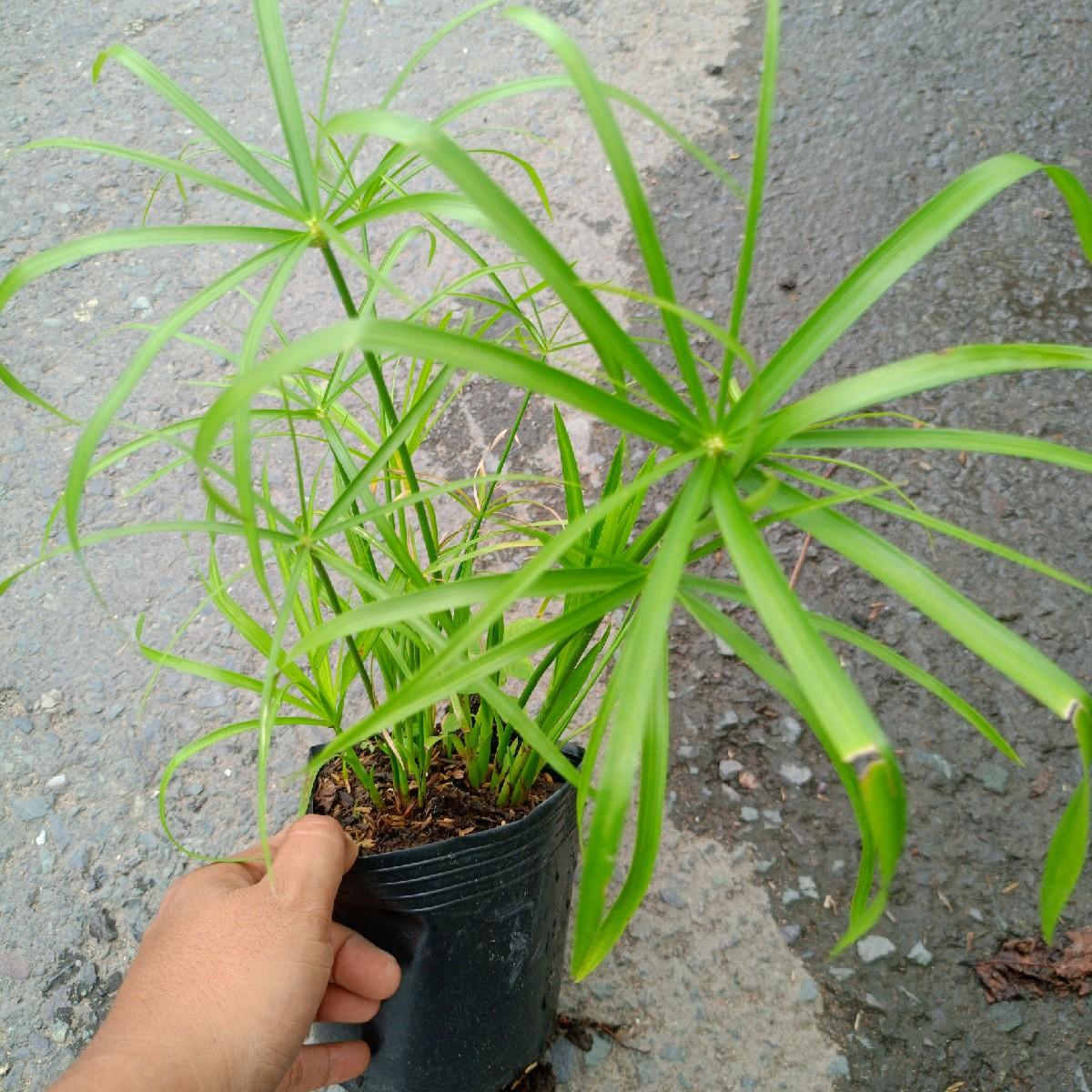 cây thủy trúc - cây trồng thủy sinh bán cạn