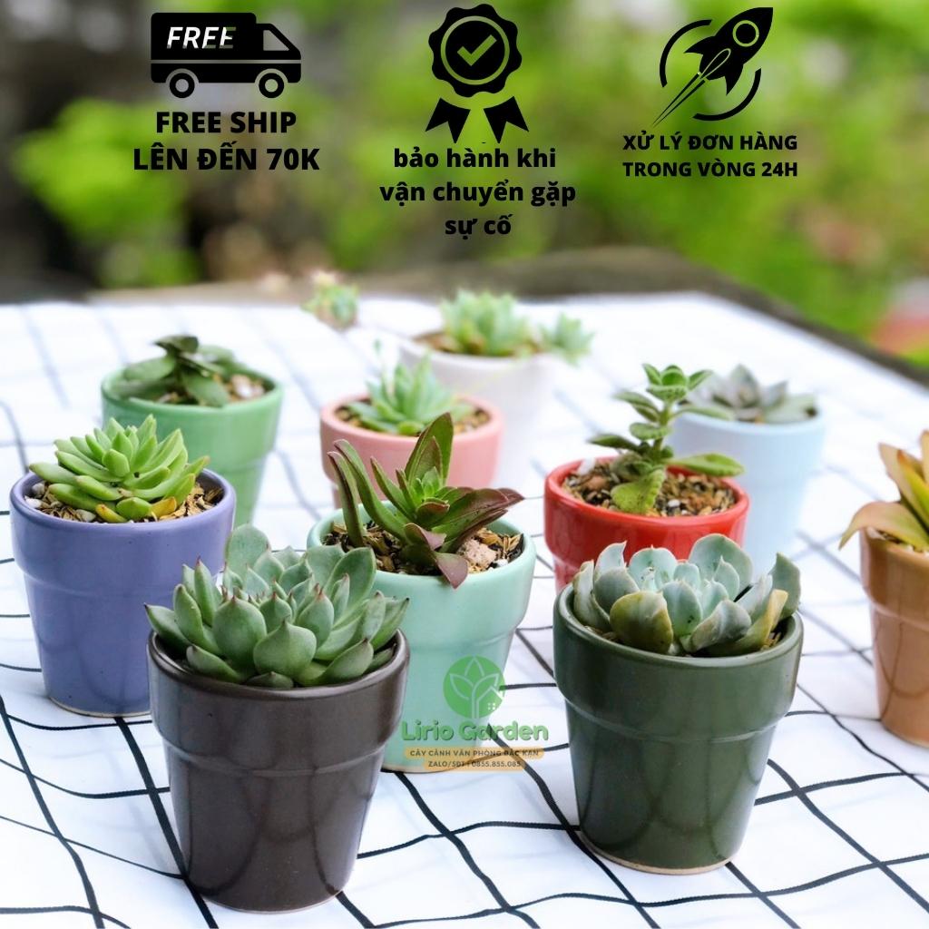 cây sen đá kèm chậu kích thước 7x7cm [ sen gửi ngẫu nhiên , tặng kèm đất trồng ]
