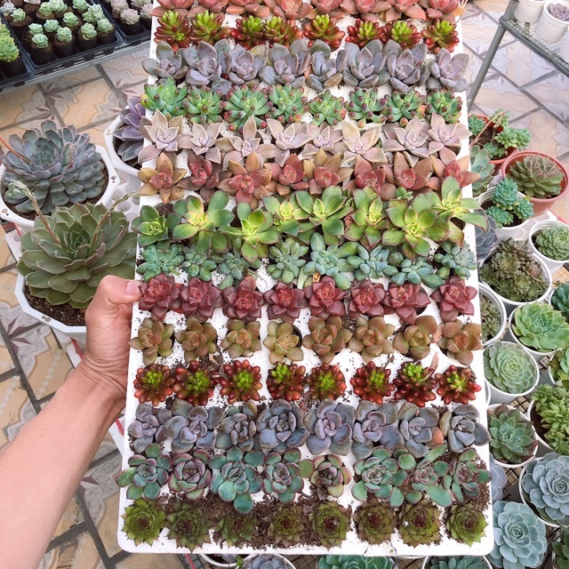 Sen đá mini - Sen đá mini ngẫu nhiên- 1 cây sen đá mini