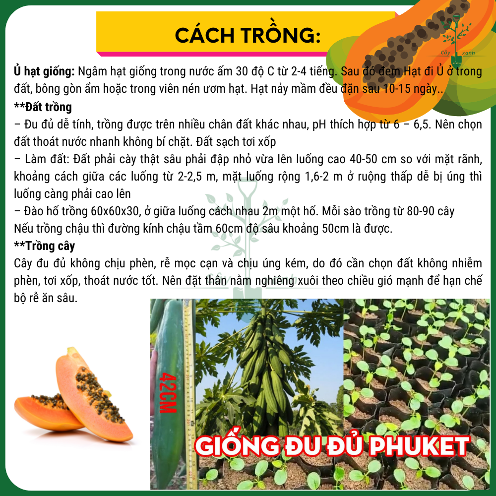 Hạt Giống Đu Đủ Thái PHUKET537 - 20 Hạt