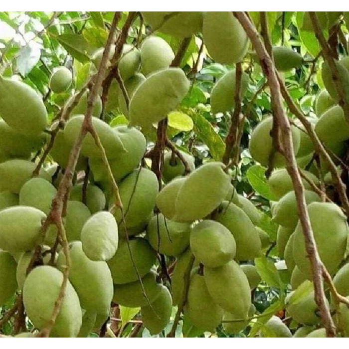 Cây giống cà na thái siêu trái