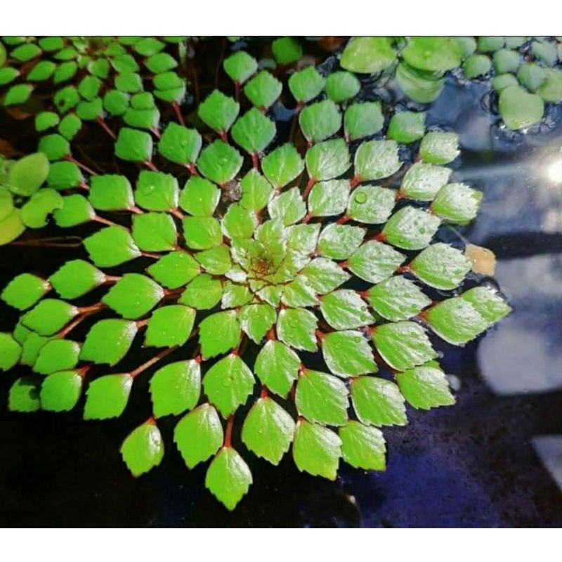 Cây ấu thái thủy sinh - bán cạn dễ trồng như sen - trang trí bể cá ấu thái top view