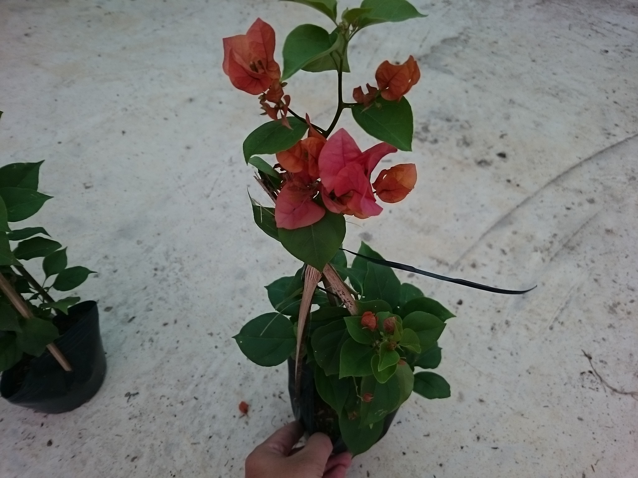 Cây Bông Giấy Cam - cây cảnh sân vườn