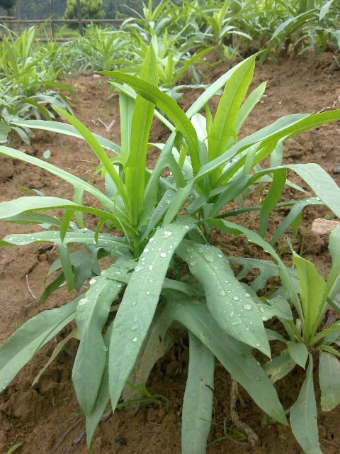 cây giống bồ công anh