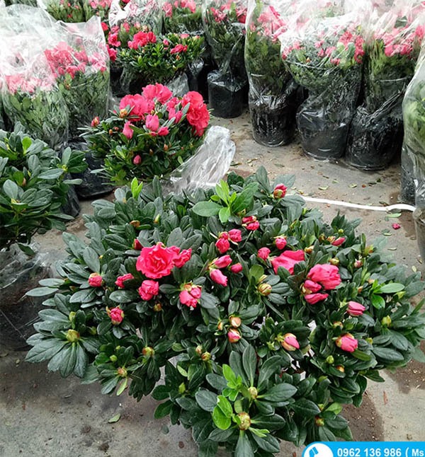 CÂY HOA ĐỖ QUYÊN TA GIỐNG