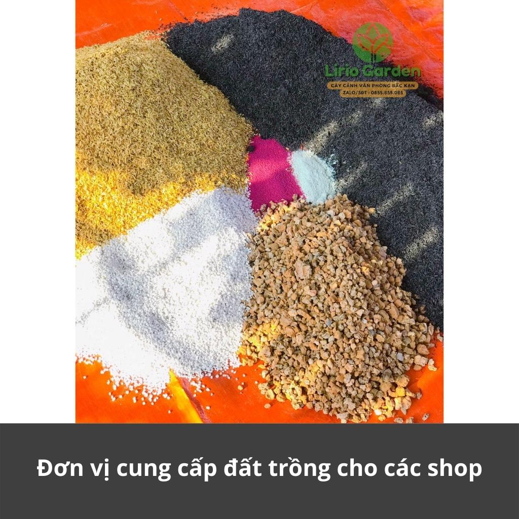 Đất trồng cây cảnh xương rồng , sen đá