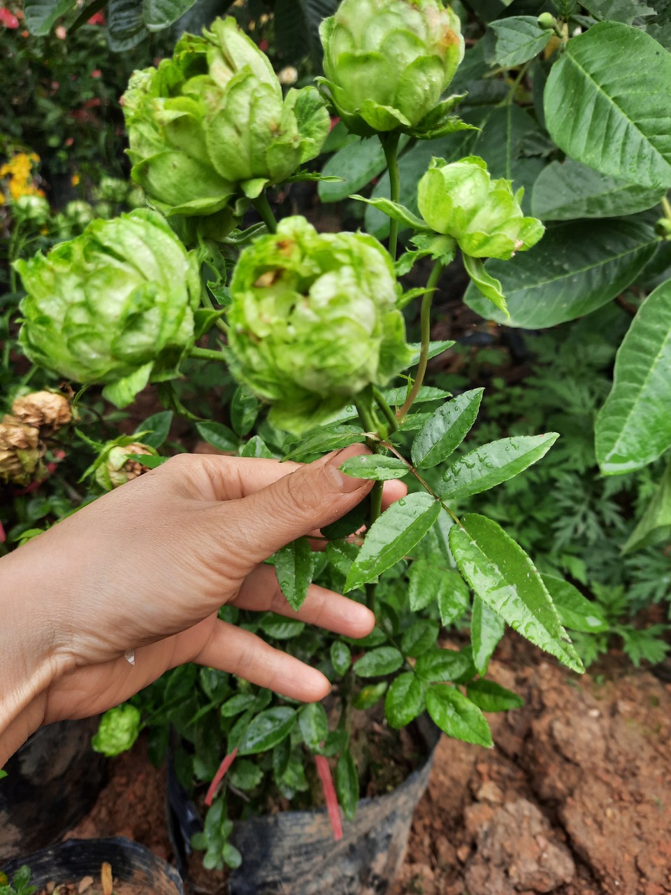 COMBO 10 GỐC HÔNG LEO ĐỦ MÀU ( KHÁCH ĐƯƠC CHỌN MÀU )