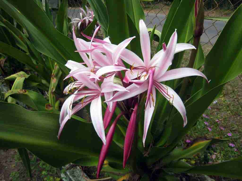 Củ giống cây hoa náng đỏ nặn bong gân