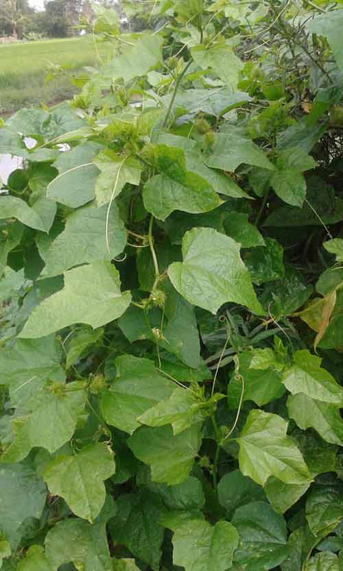 Cây lạc tiên - cây giống