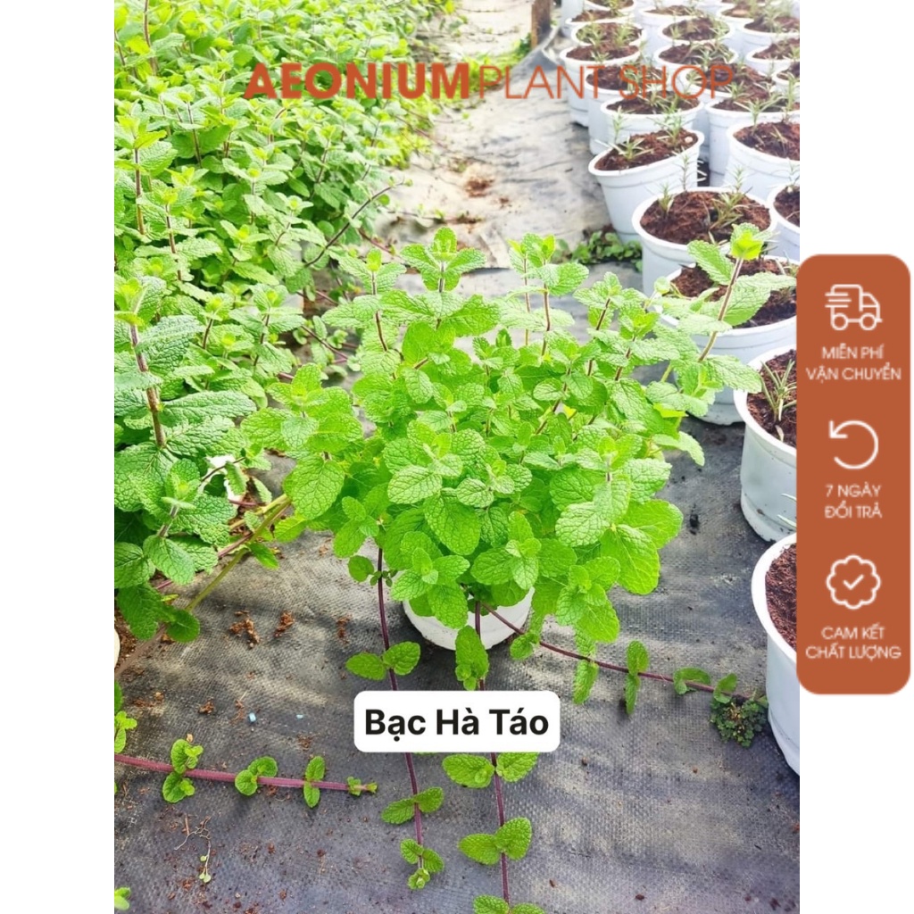 Cây Bạc Hà Táo - Apple Mint