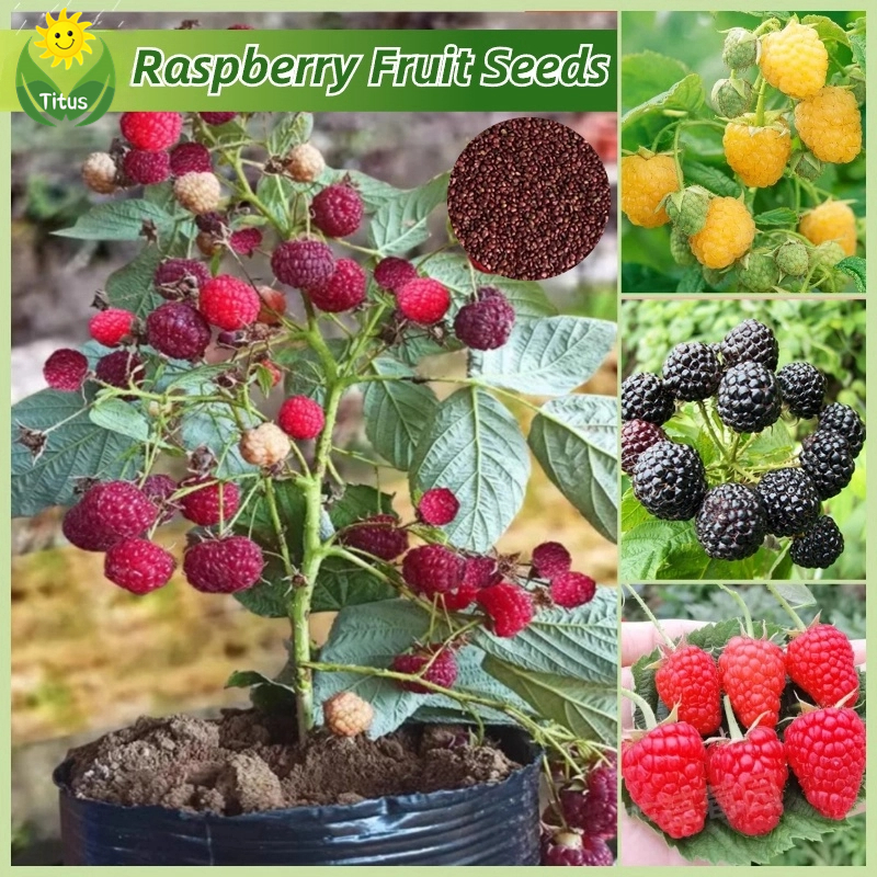 [Fast Growing Seeds] Fresh Raspberry Seeds for Planting & Gardening ...