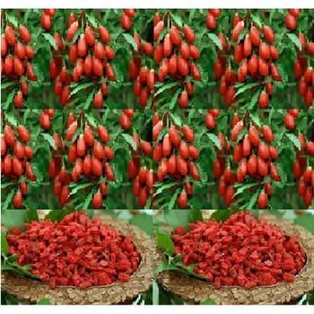500g Quả Kỷ Tử sấy khô -  có tặng quà