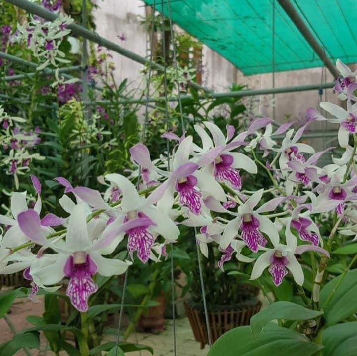 Hoa lan nắng thơm Urawan cây giống Cao 7-12Cm