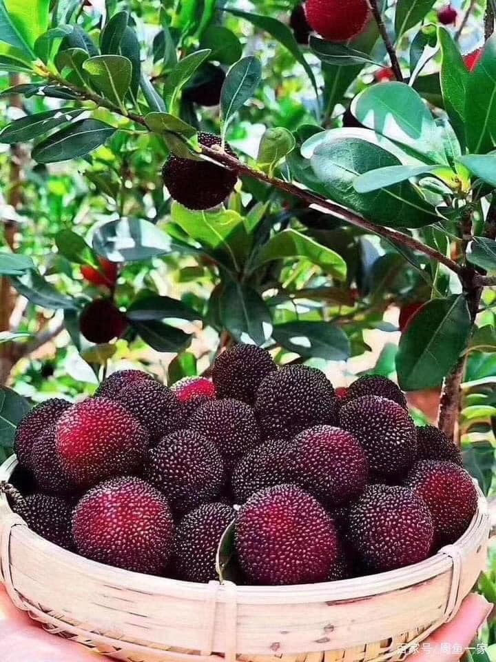 CÂY GIỐNG THANH MAI THẾ HỆ MỚI
