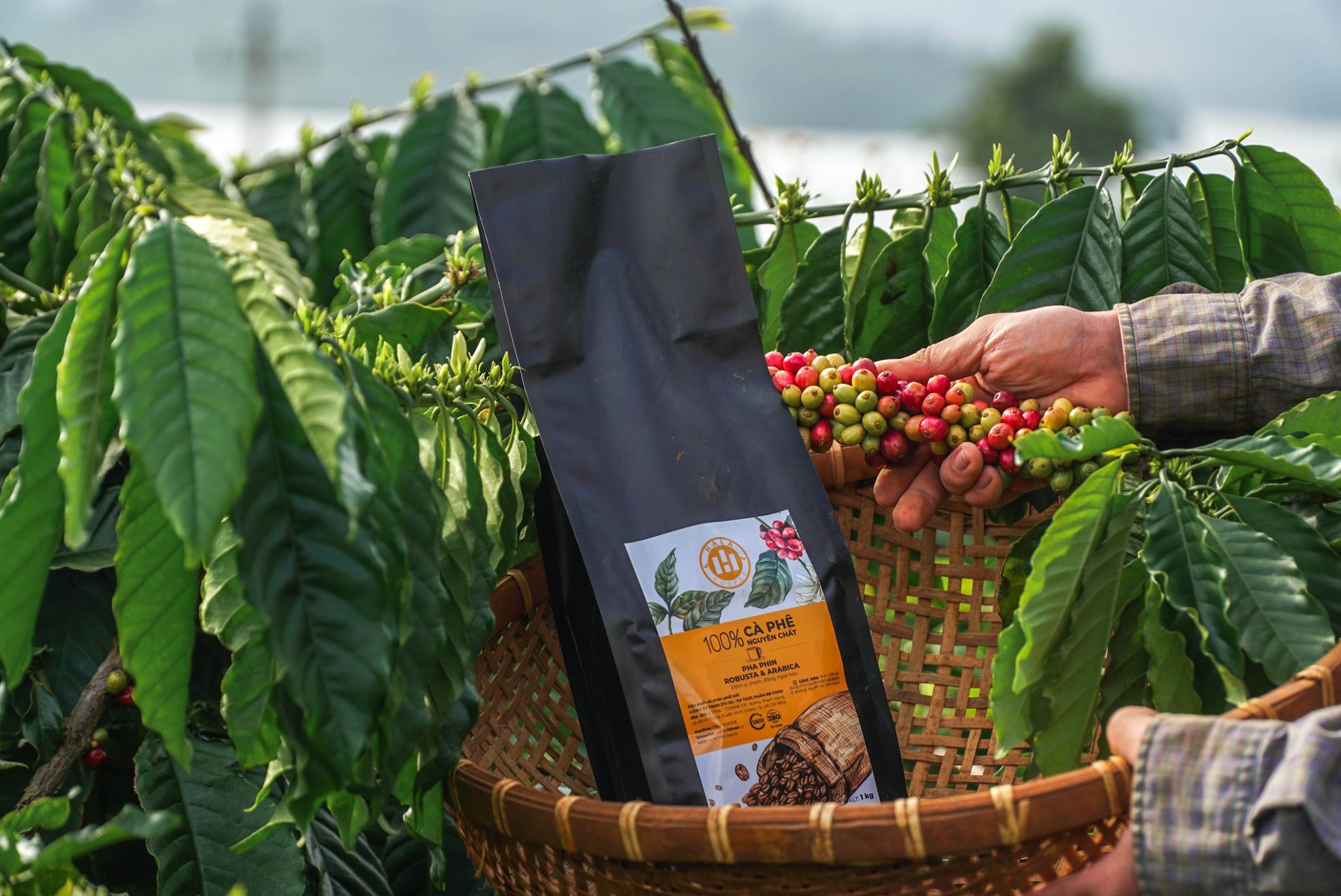 Cà phê pha Espresso Arabica Hala Coffee 500gr