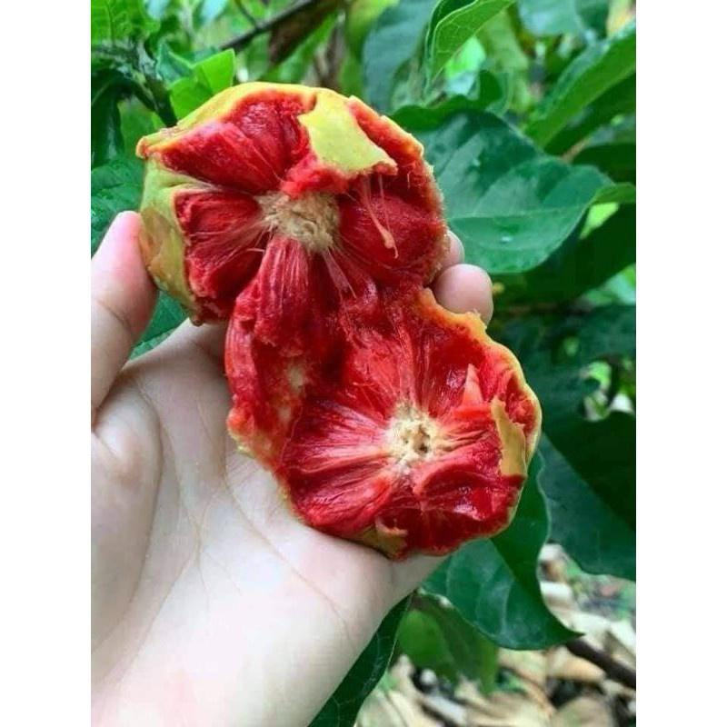 Cây giống chay ruột đỏ