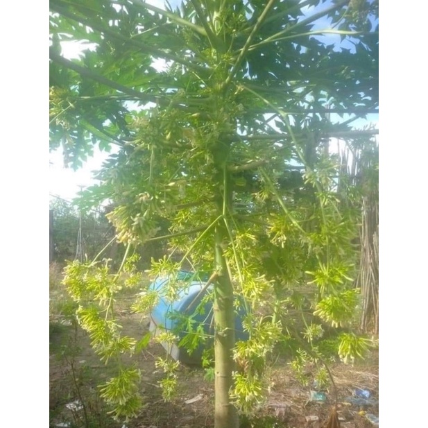 40k-200 hạt giống đu đủ đực lùn