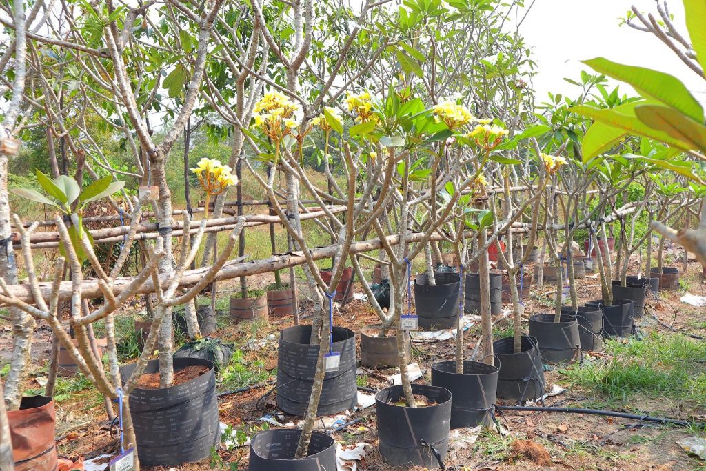 cây giống HOA SỨ ĐẠI TRẮNG ( hoa Chăm Pa)