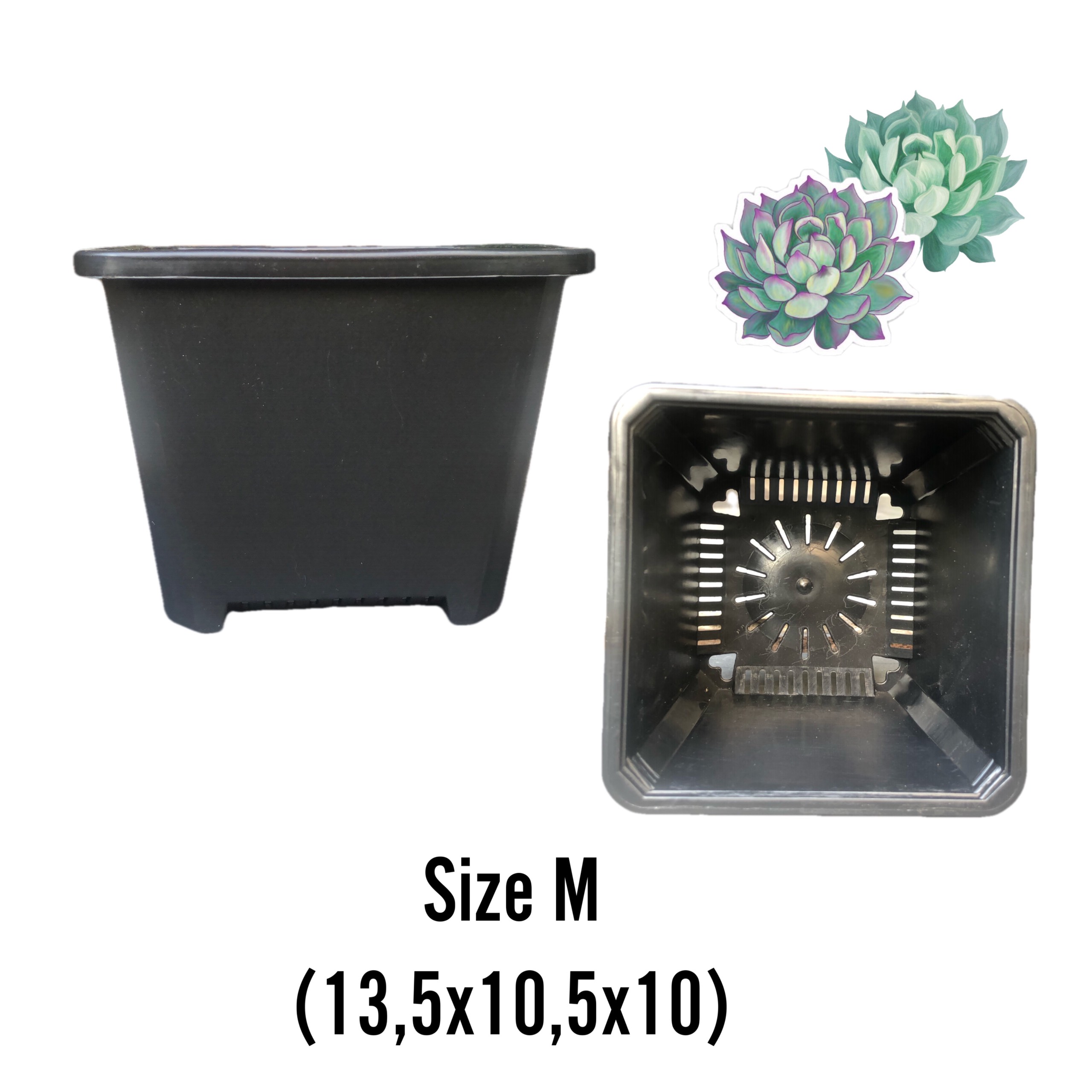 Chậu vuông trồng Sen Đá