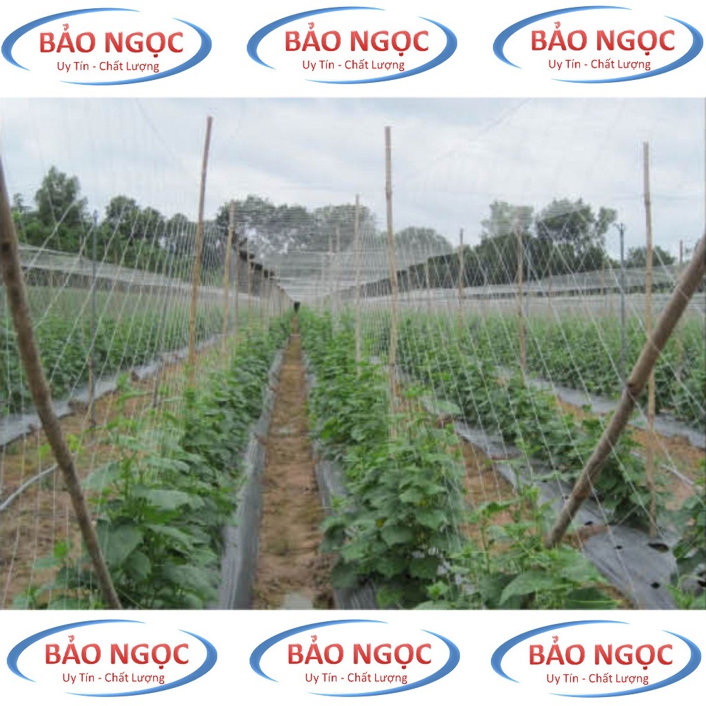 Lưới cước làm giàn dây leo rộng 2m cước đúc siêu bền sợi dày chịu lực chịu nhiệt độ bền cao