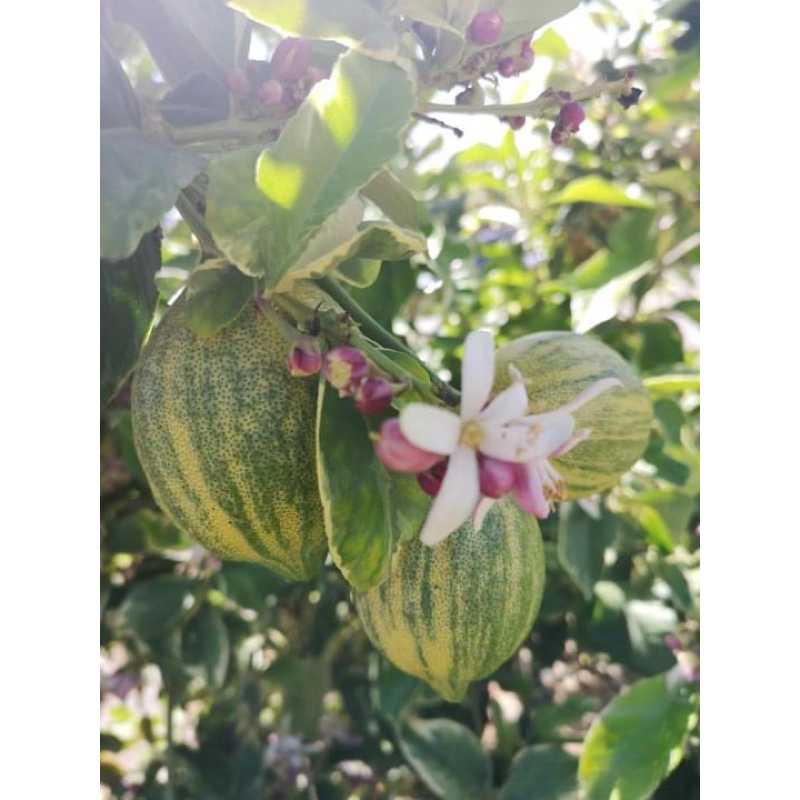 CÂY GIỐNG CHANH CẨM THẠCH(1Caay)