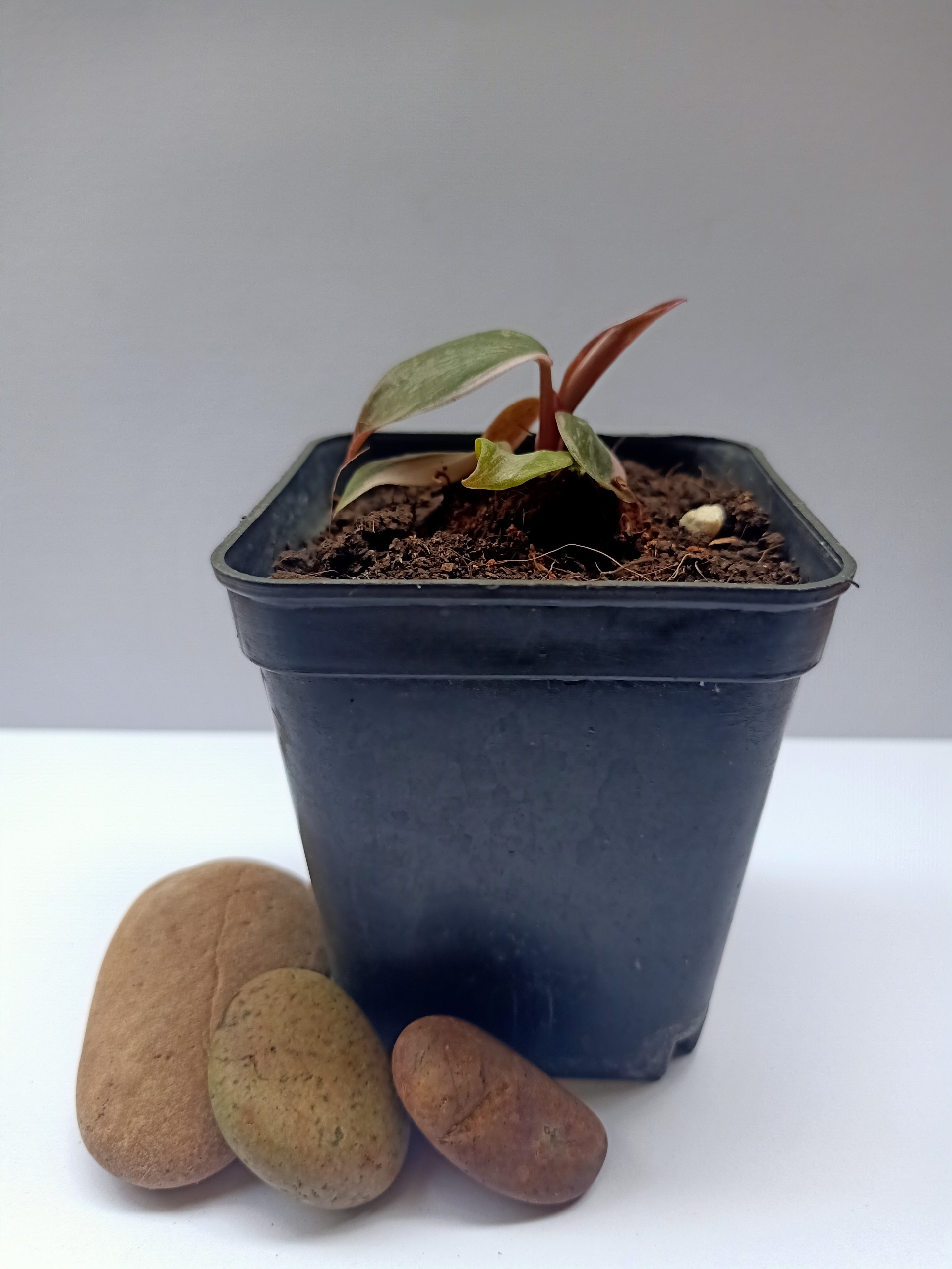 Công Chúa Hồng (Philodendron pink princess)