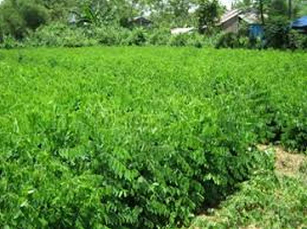 Hạt giống rau bồ ngót - gói 1 gram