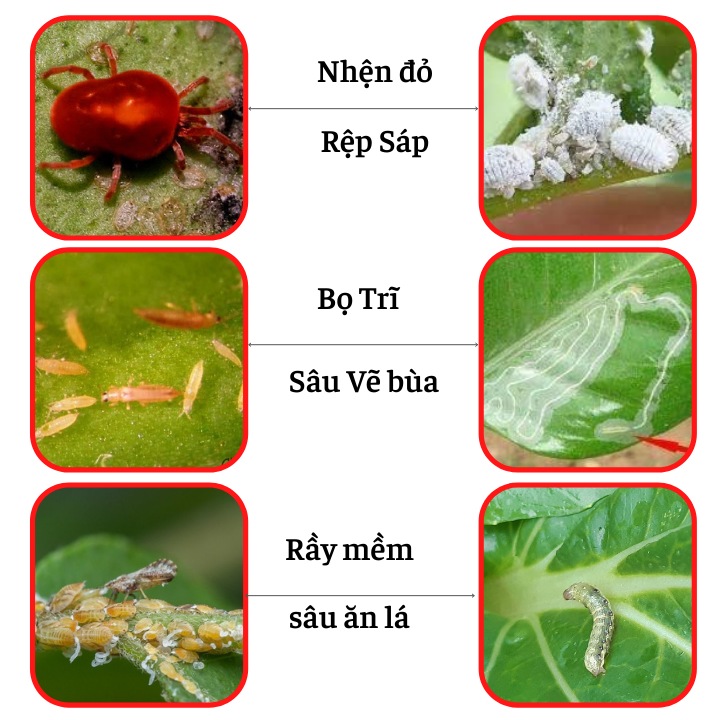 [ Chai 500 ml] DẦU KHOÁNG TRỪ SÂU RẦY
