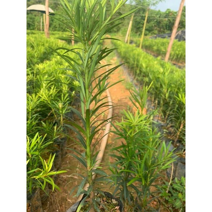 CÂY TÙNG LA HÁN -VẠN NIÊN TÙNG ( Cây  cao từ 20cm đến 30cm )