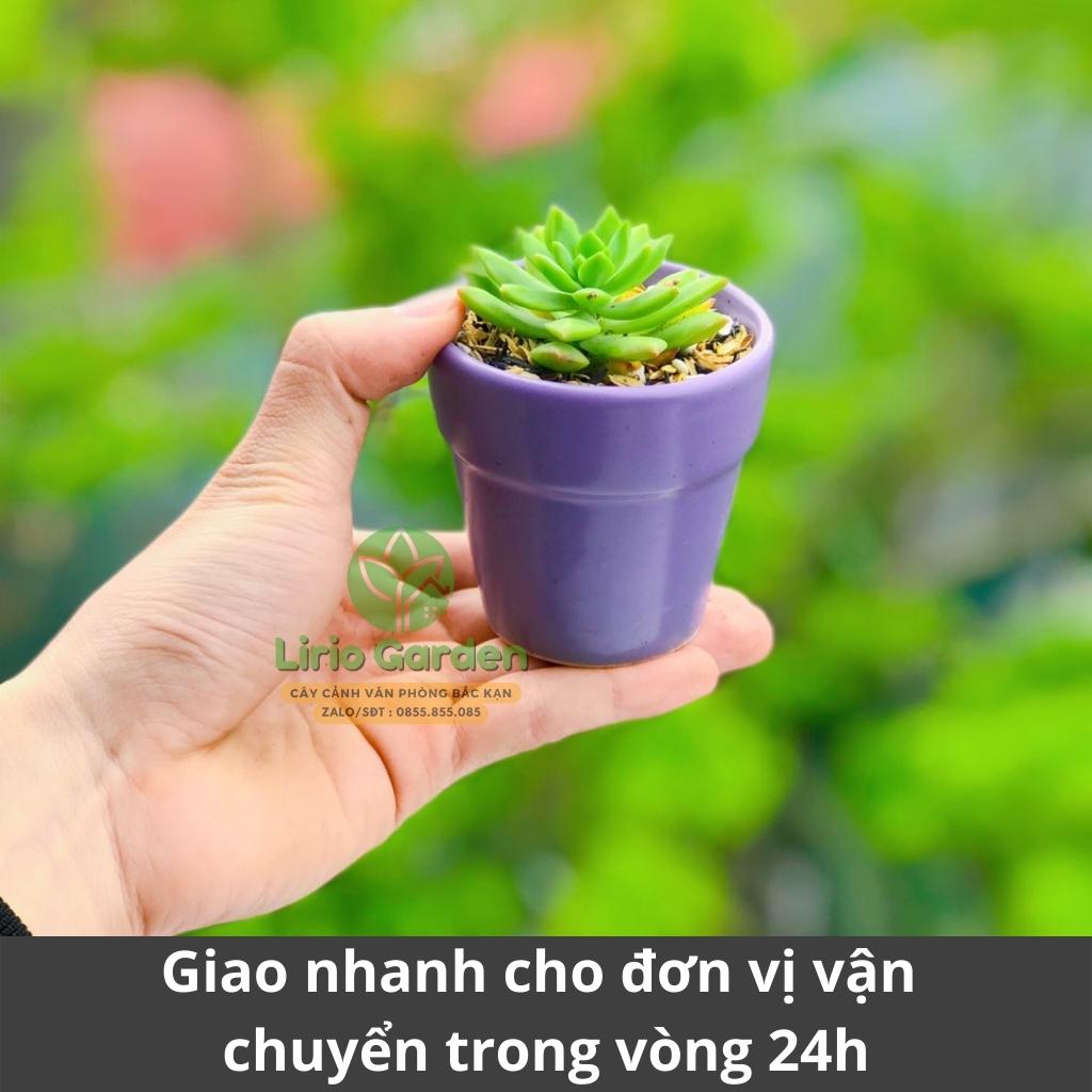 cây sen đá kèm chậu kích thước 7x7cm [ sen gửi ngẫu nhiên , tặng kèm đất trồng ]
