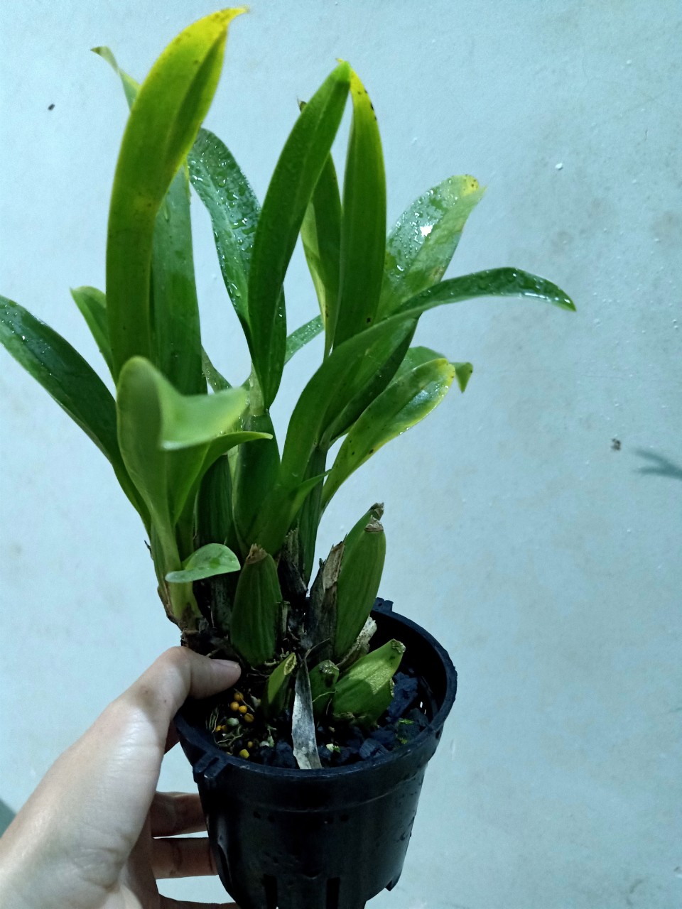 Hoa lan vũ nữ : NĂM MỚI ĐỎ- chậu trưởng thành