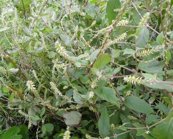 cây cỏ xước (Ngưu tất Nam) -1kg cây tươi sạch