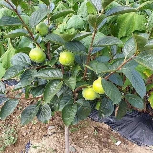 CÂY GIỐNG HỒNG GIÒN KHÔNG HẠT  (cao 40-50cm)