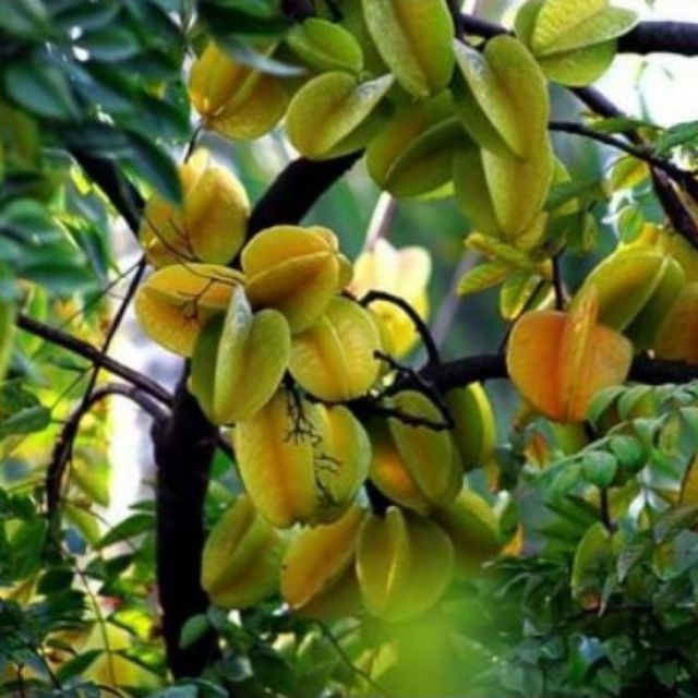 Cây giống khế ngọt