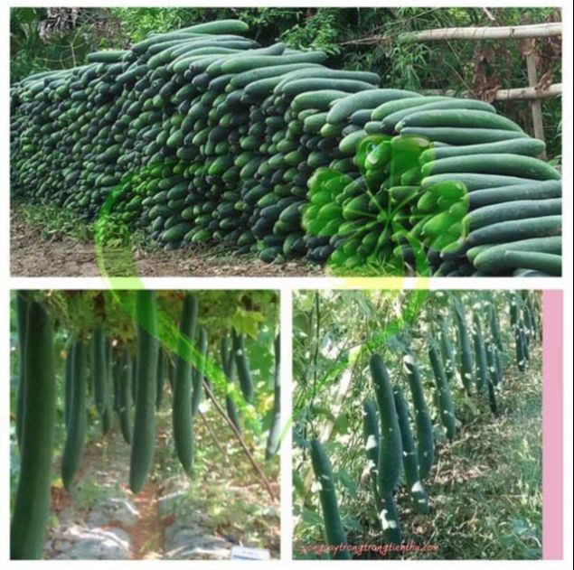 Hạt giống bí đao chanh, bí sặt - gói 1 gram