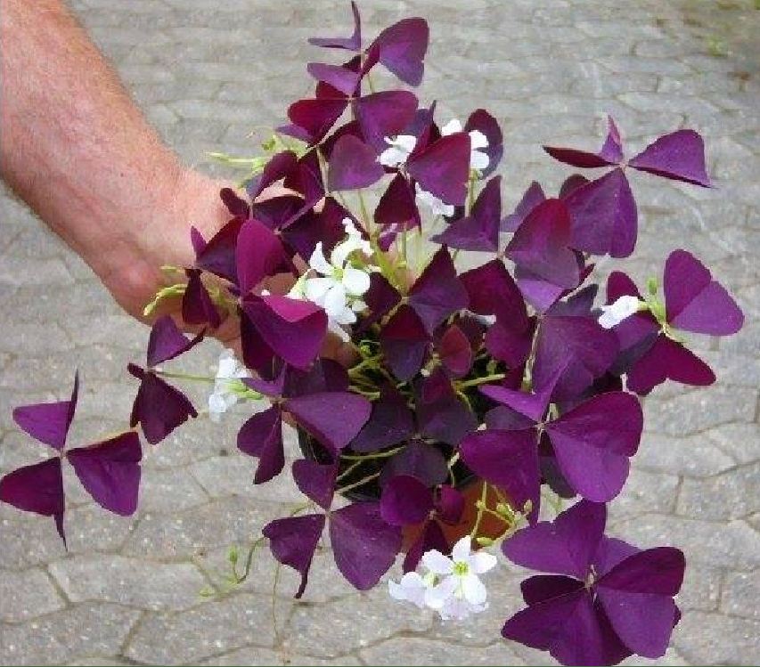 Combo 20 Củ giống hoa bướm đêm - Cây cực dễ trồng ít chăm sóc, ra hoa quanh năm