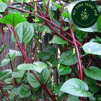 Hạt giống Mồng Tơi Đỏ (mồng tơi tím) - H2T FARM